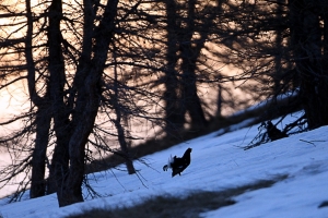 Gallo forcello